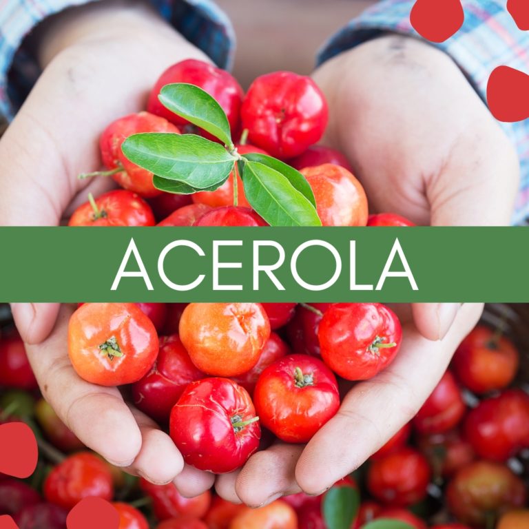 Acerola divlja karipska trešnja višnja vitamina C